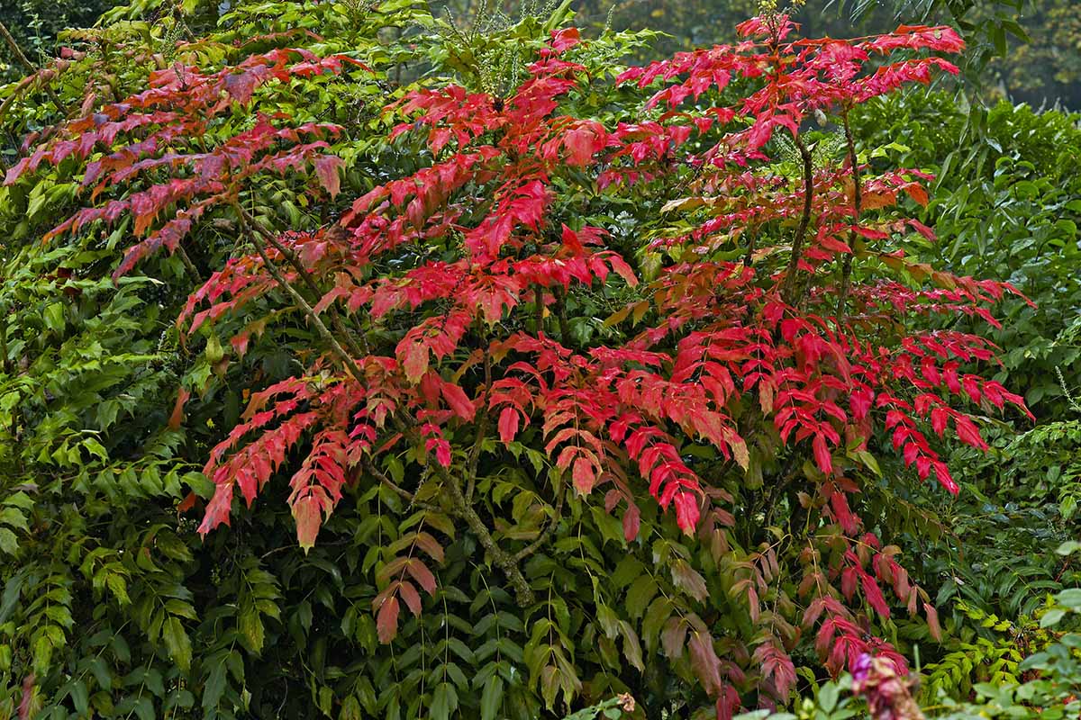 A horizontal image of Oregon grape holly (Mahonia) with bright red autumn colors growing in the garden.