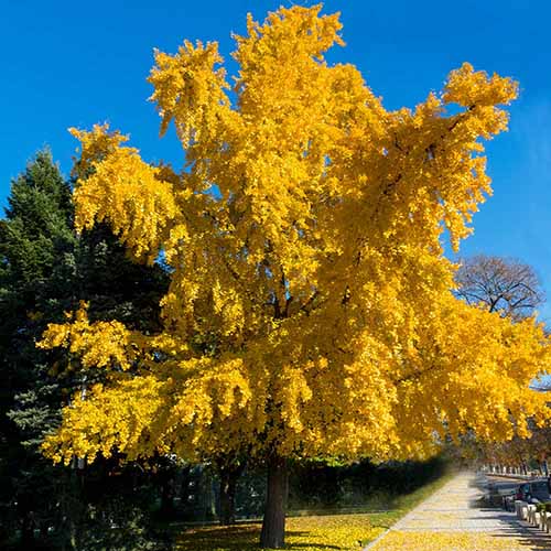 A square image of 'Autumn Gold' ginkgo tree with bright yellow fall foliage pictured in sunshine on a blue sky background.