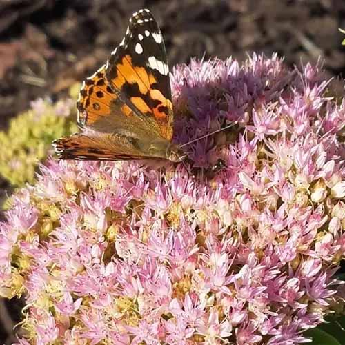 A close up square image of a butterfly feeding from an 'Autumn Joy' sedum flower.