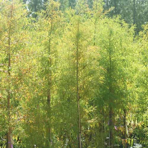 A square image of mature bald cypress trees growing wild.