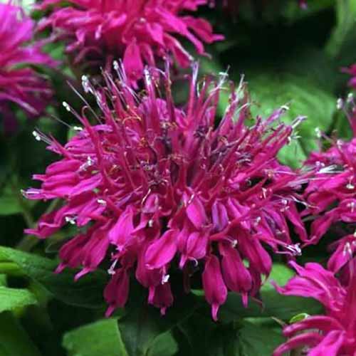 A close up of the flowers of 'Balmy Purple' bee balm growing in the garden.