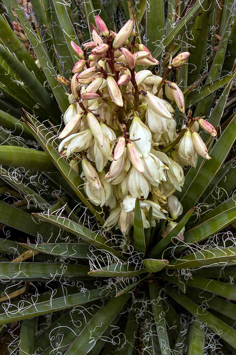 A close up vertical image of the flowers and foliage of a banana yucca plant.
