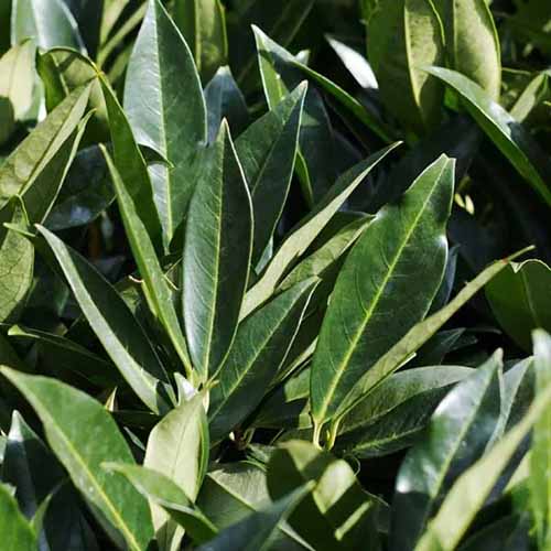 A square image of the foliage of a bay laurel pictured in light sunshine.