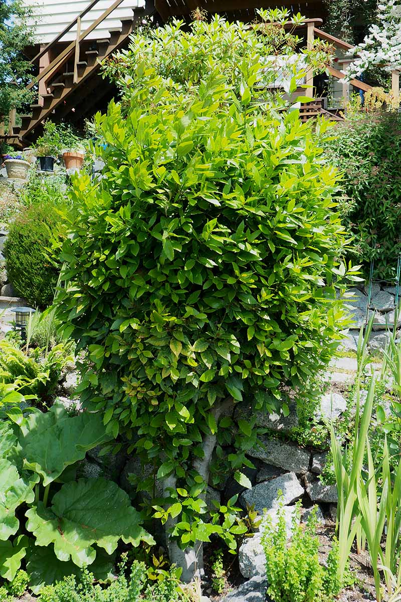 A vertical image of a bay laurel tree growing in a sunny garden with a residence in the background.