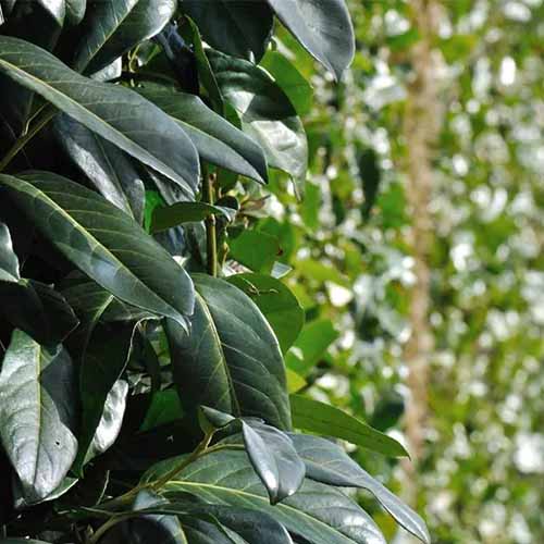 A close up square image of the foliage of a bay laurel growing in the garden pictured on a soft focus background.