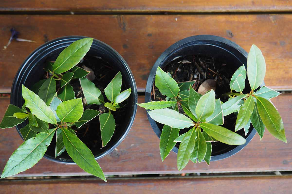 A top down horizontal image of bay laurel cuttings rooting in soil set on a wooden surface.