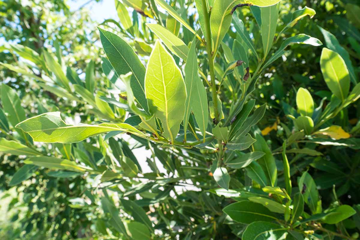 A close up horizontal image of the foliage of a bay laurel tree pictured in light sunshine.
