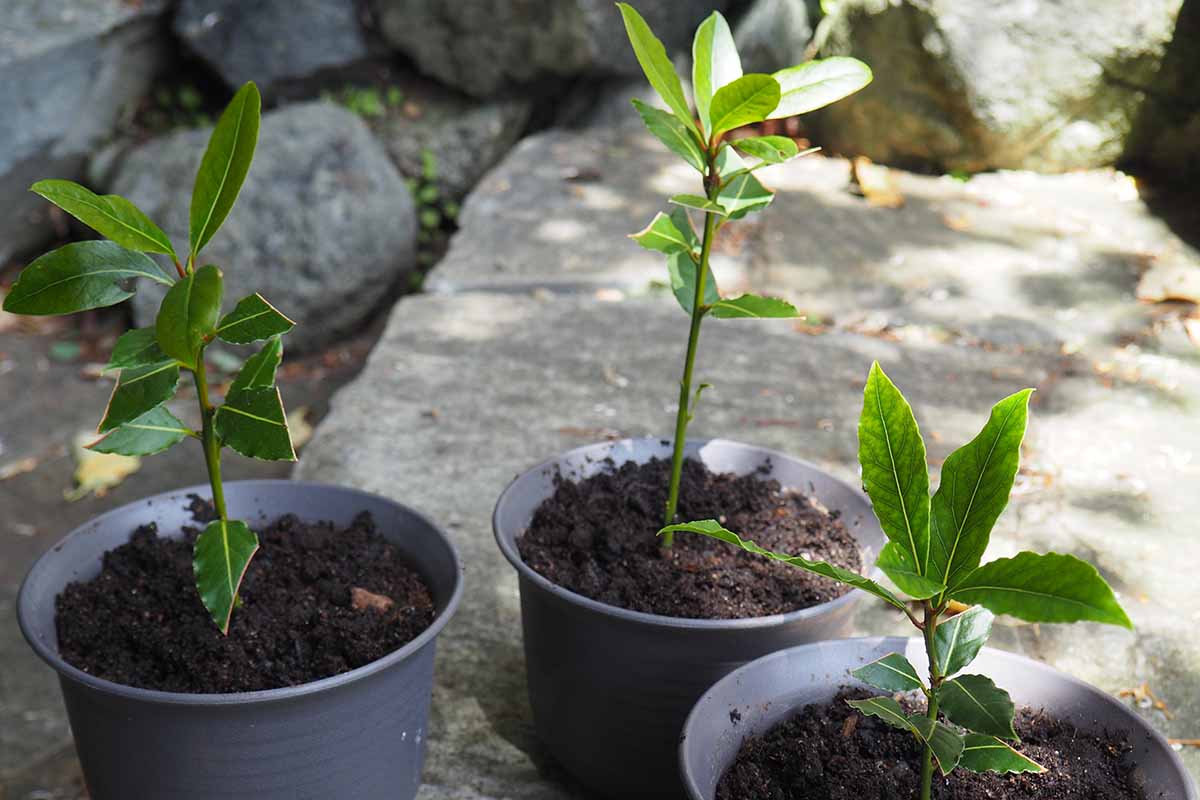 A close up horizontal image of three bay tree saplings growing in plastic containers, ready for transplanting.