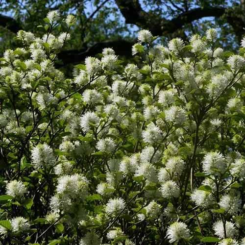 A square image of a Beaver Creek fothergilla in full bloom in fall.
