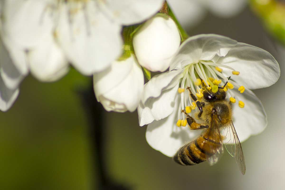 A close up horizontal image of a bee feeding from a white pear blossom pictured on a soft focus background.