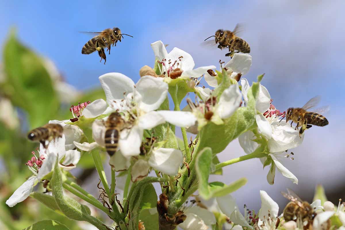 A close up horizontal image of bees pollinating white blossoms in spring pictured on a blue sky background.