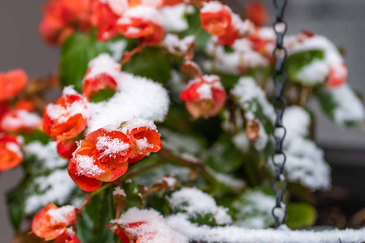 A close up horizontal image of snow on wax begonia plants.