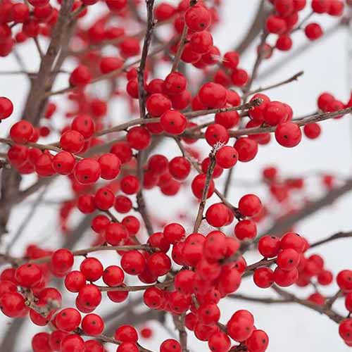 A close up square image of the bright red berries of 'Berry Poppins' winterberry holly.