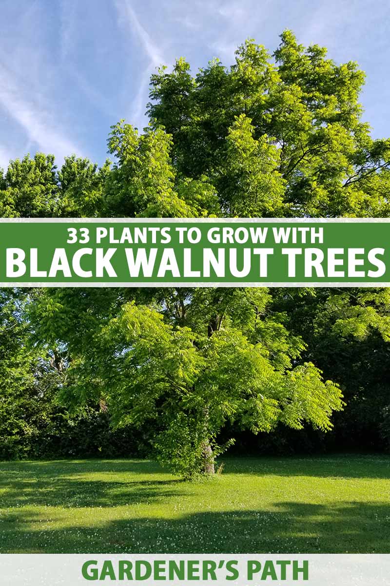 A close up vertical image of a large black walnut tree growing in the middle of a lawn pictured on a blue sky background. To the center and bottom of the frame is green and white printed text.