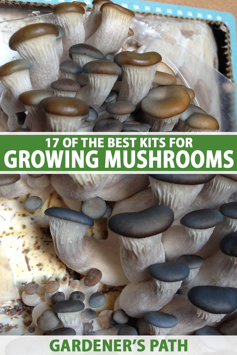 A close up vertical image of mushrooms growing from a kit indoors. To the center and bottom of the frame is green and white printed text.
