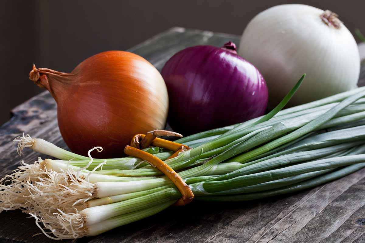 A close up horizontal image of different types of onions, red, brown, white, and bunching, set on a wooden surface.