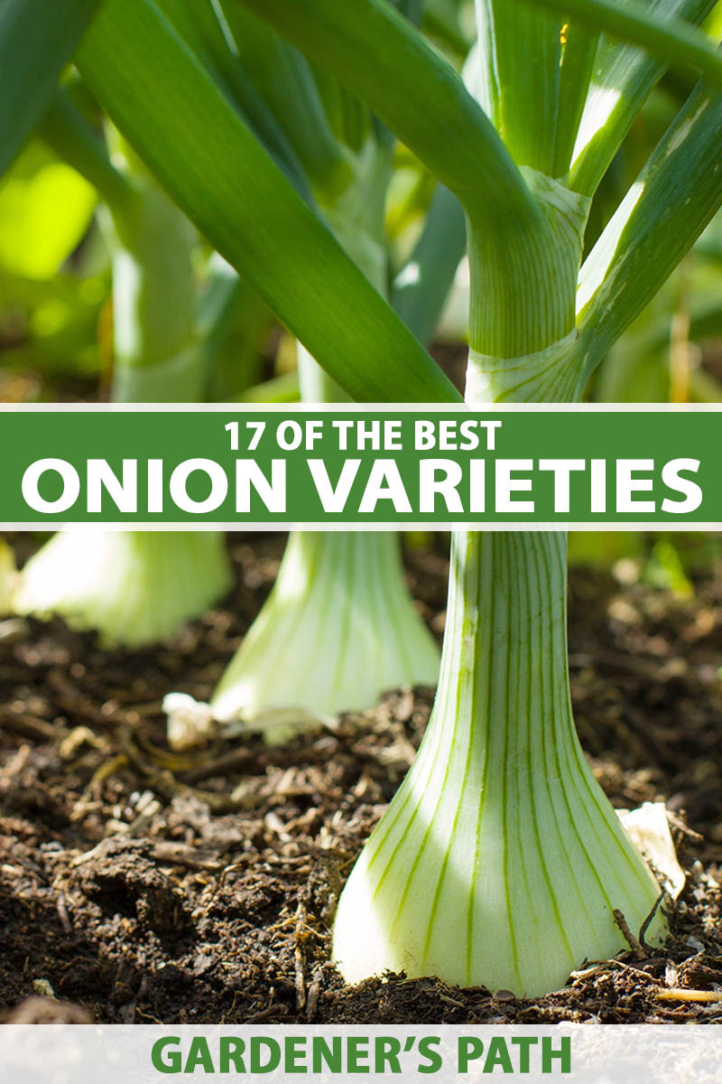 A close up vertical image of onions growing in the garden pictured in light sunshine. To the center and bottom of the frame is green and white printed text.