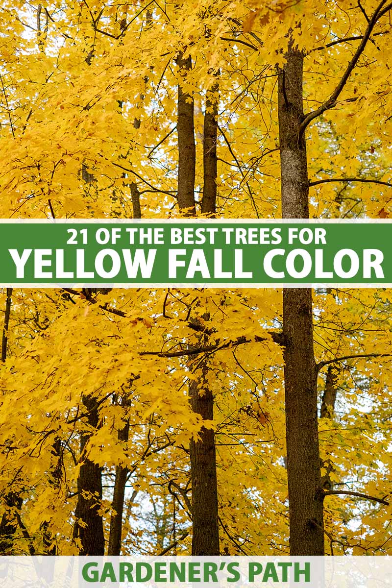 A close up vertical image of trees with yellow fall foliage growing in the landscape. To the center and bottom of the frame is green and white printed text.