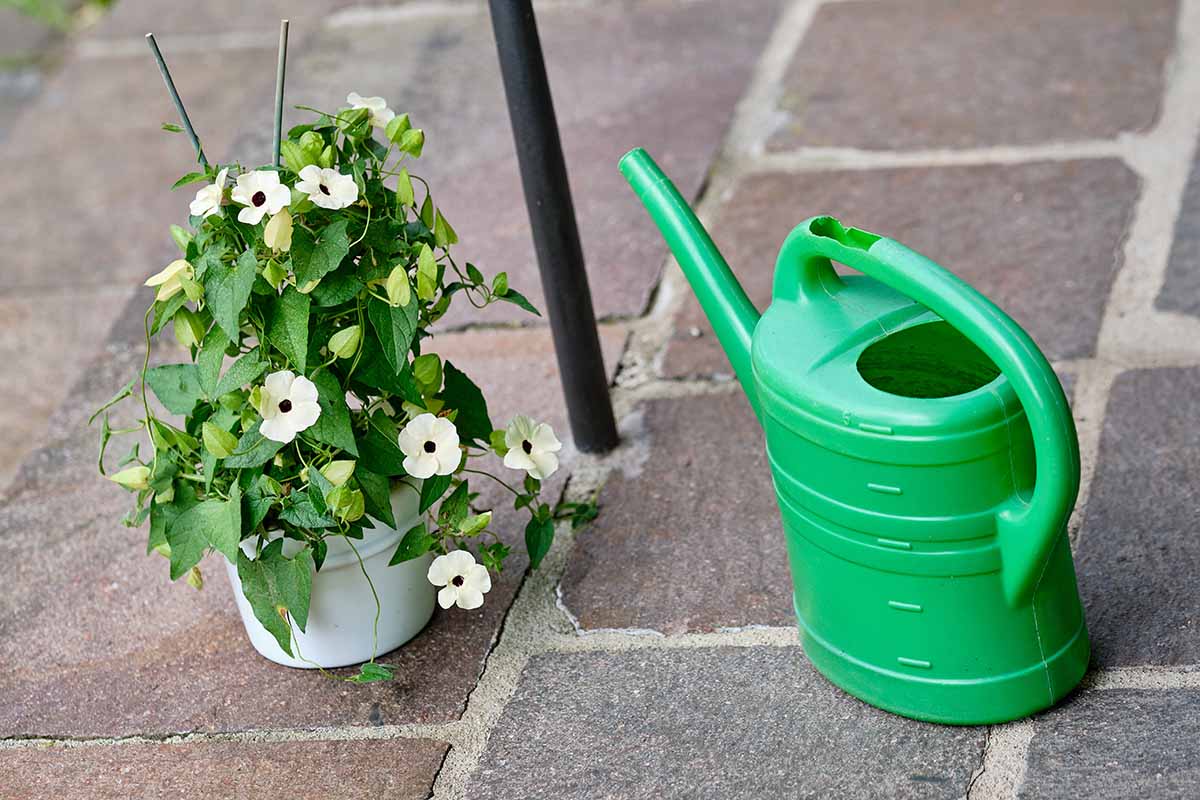 A close up horizontal image of black-eyed susan vine in a pot set on a brick surface with a green watering can.