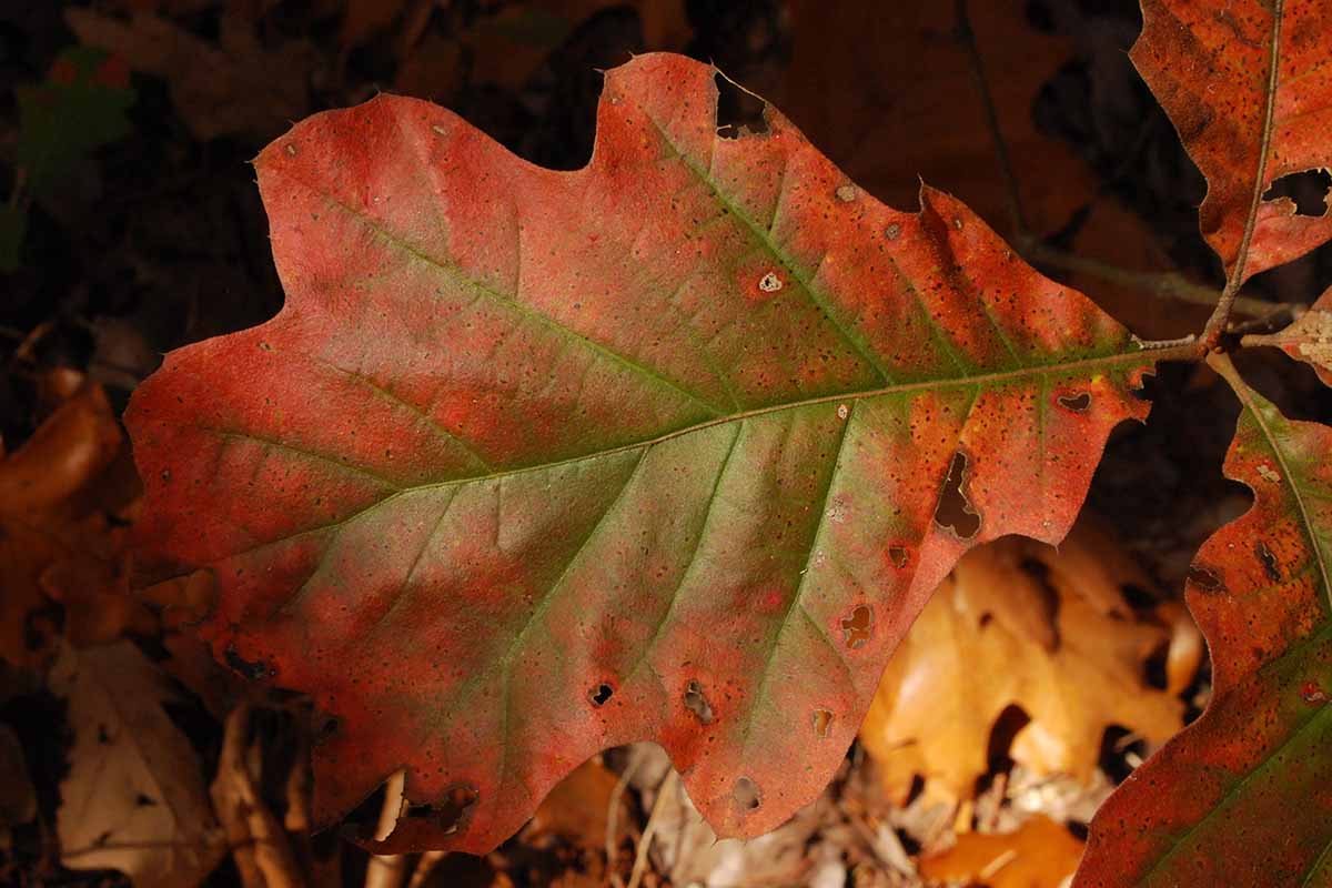 A close up horizontal image of the red and green fall foliage of a black oak (Quercus velutina) pictured on a dark background.