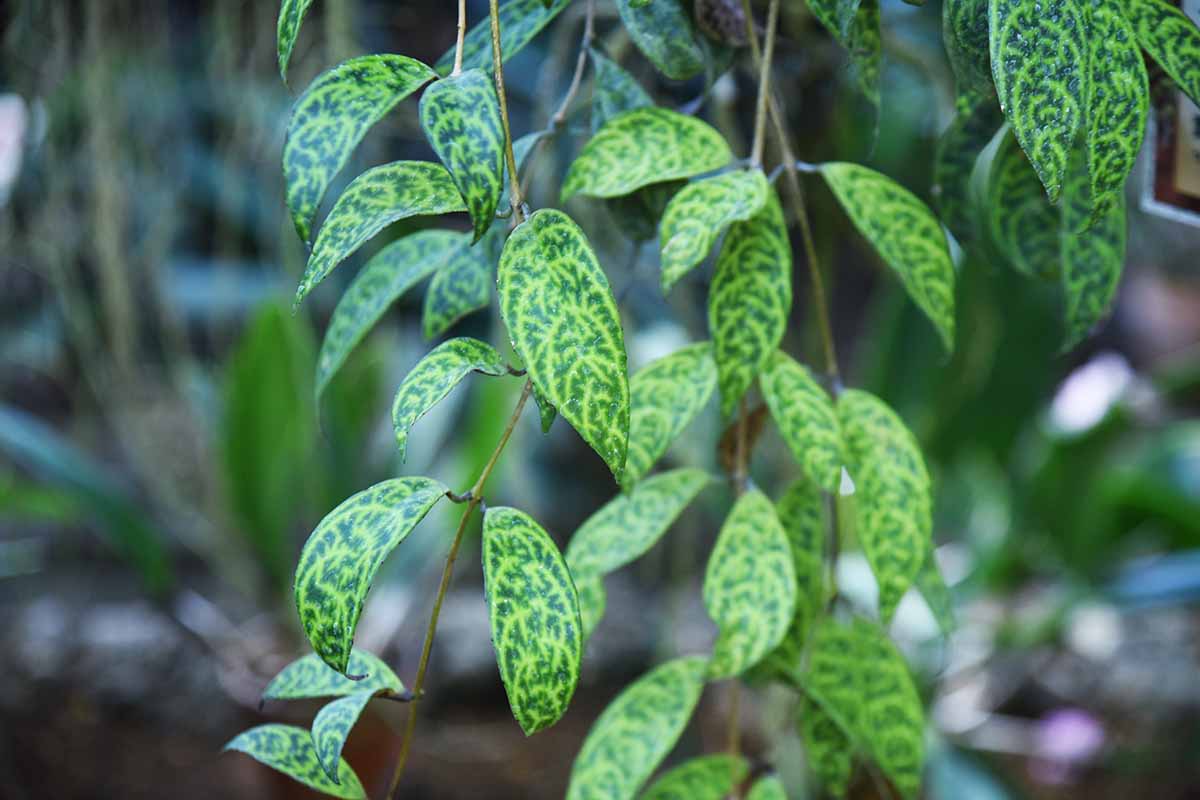 A close up horizontal image of the variegated foliage of a Black Pagoda lipstick vine pictured on a soft focus background.