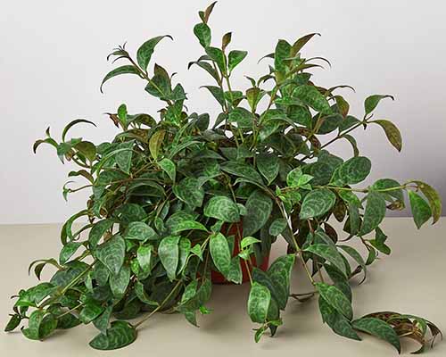 A close up of a potted Black Pagoda Aeschynanthus plant indoors.