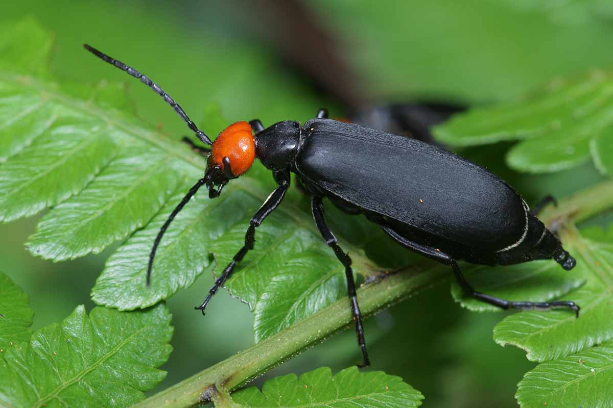 A close up horizontal image of a black blister beetle with a red head sitting on the leaves of a plant.