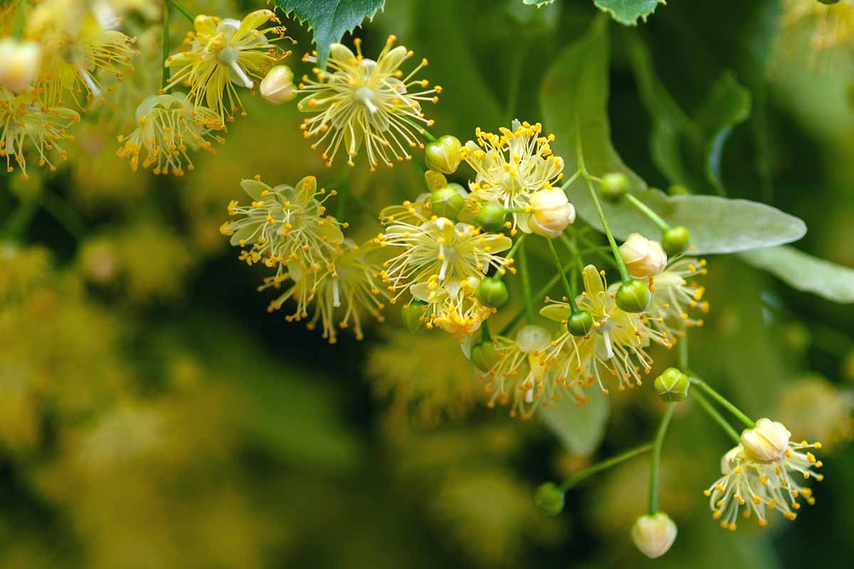 A close up horizontal image of yellow linden blossoms pictured on a soft focus background.