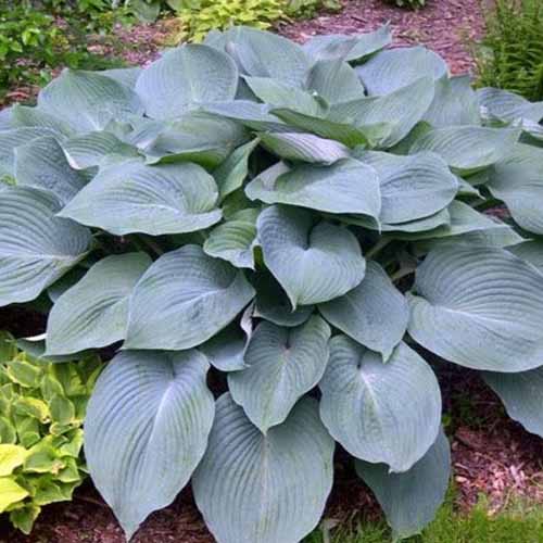 A close up square image of a 'Blue Angel' hosta plant growing in a garden border.