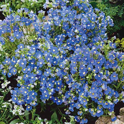 A square image of a sprawling bed of 'Blue Gem' nemesia flowers growing among other green plantings outdoors.