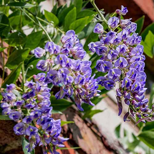 A close up square image of 'Blue Moon' wisteria flowers pictured in light sunshine.