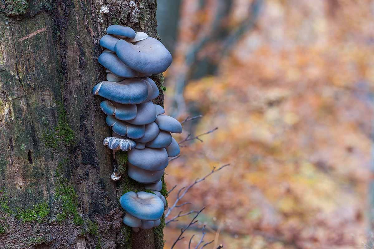 A close up horizontal image of blue oyster mushrooms (Pleurotus ostreatus) growing on a log outdoors.