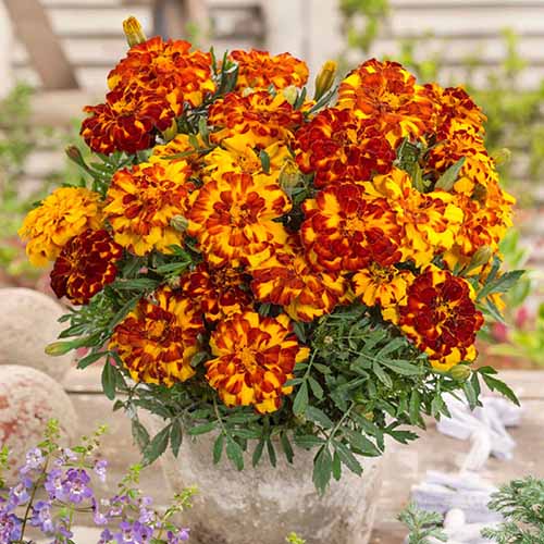 A square image of 'Bolero' French marigolds growing in a stone pot.