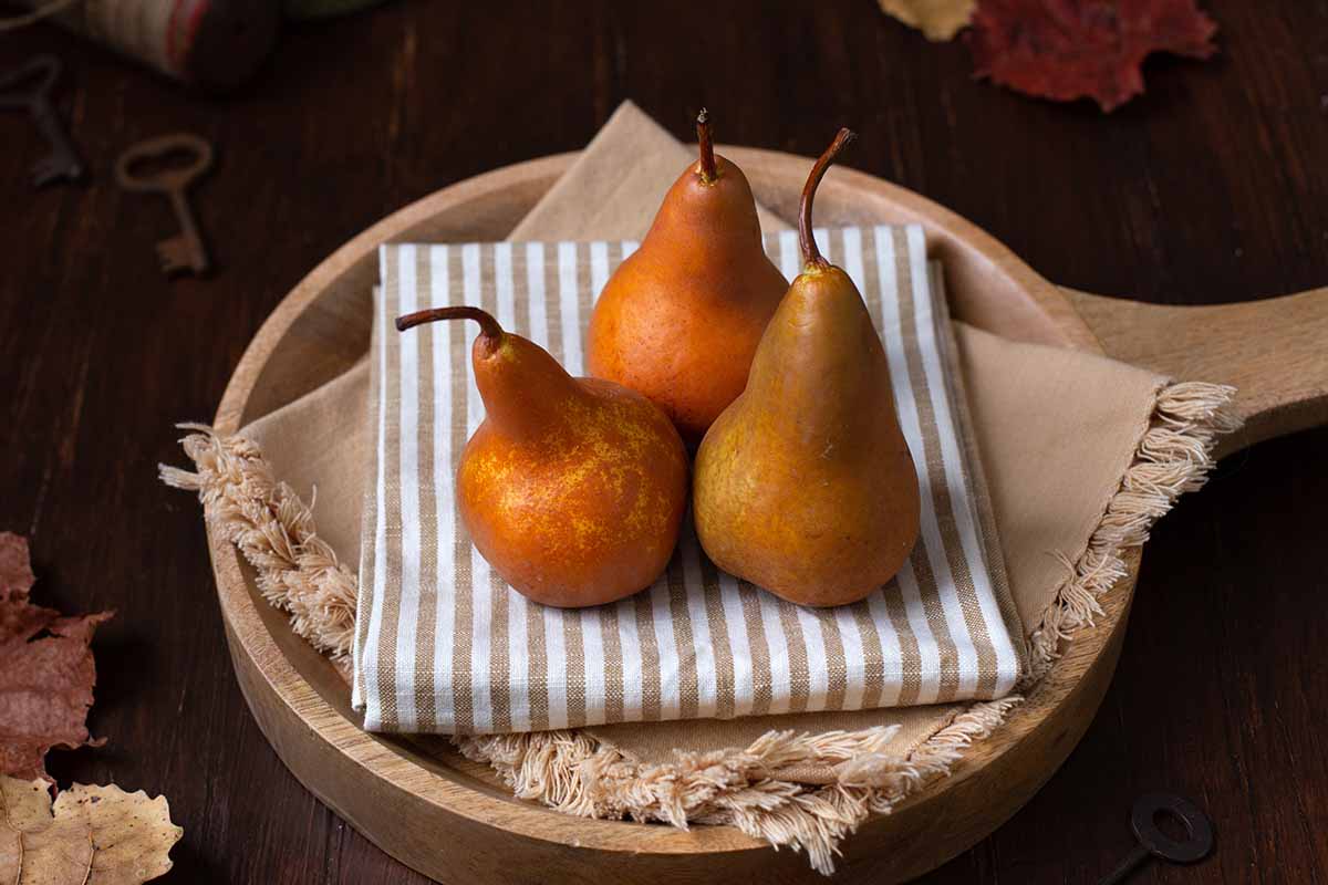 A close up horizontal image of three fresh 'Bosc' pears on a wooden tray on a wooden table.