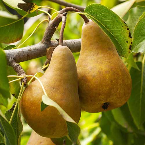 A close up of 'Bosc' pears growing on the tree, ready for harvest.