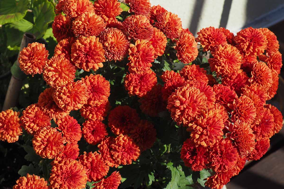 A close up horizontal image of bright orange chrysanthemums growing in a pot on a patio.