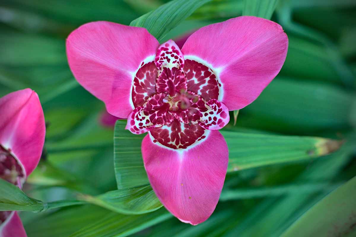 A horizontal image of a bright pink tiger flower outdoors from overhead.