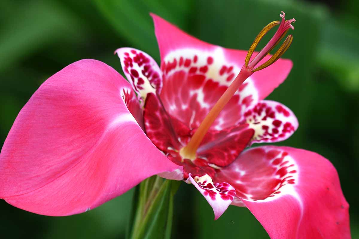 A horizontal image of a pink tiger flower outdoors.