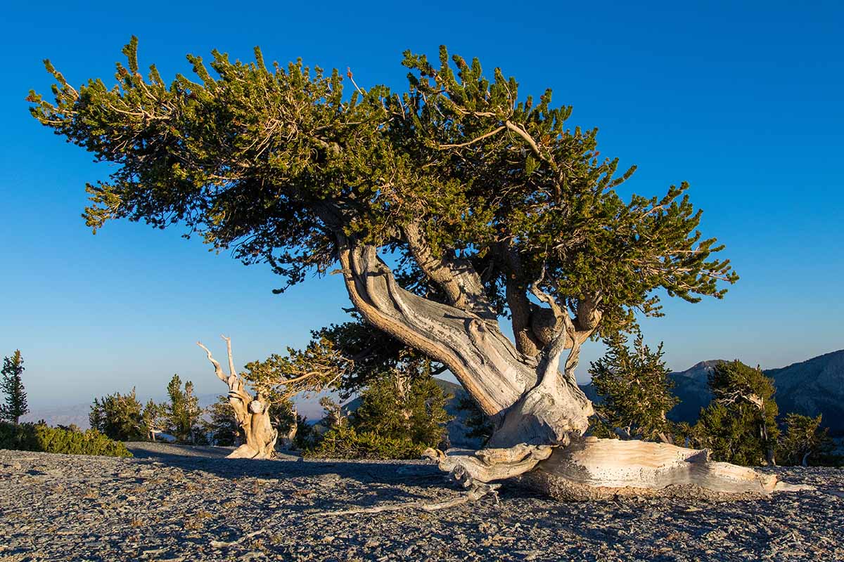 A horizontal image of a bristlecone pine growing in a mountainous environment against a blue sky.