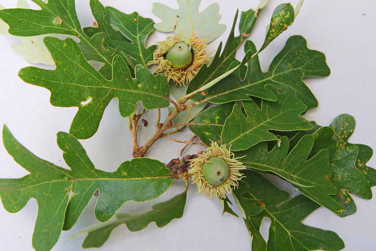 A close up of the foliage and acorns of a bur oak (Quercus macrocarpa) set on a white surface.