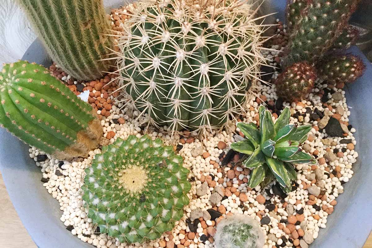 A close up horizontal image of a selection of different cacti growing in a small planter indoors.