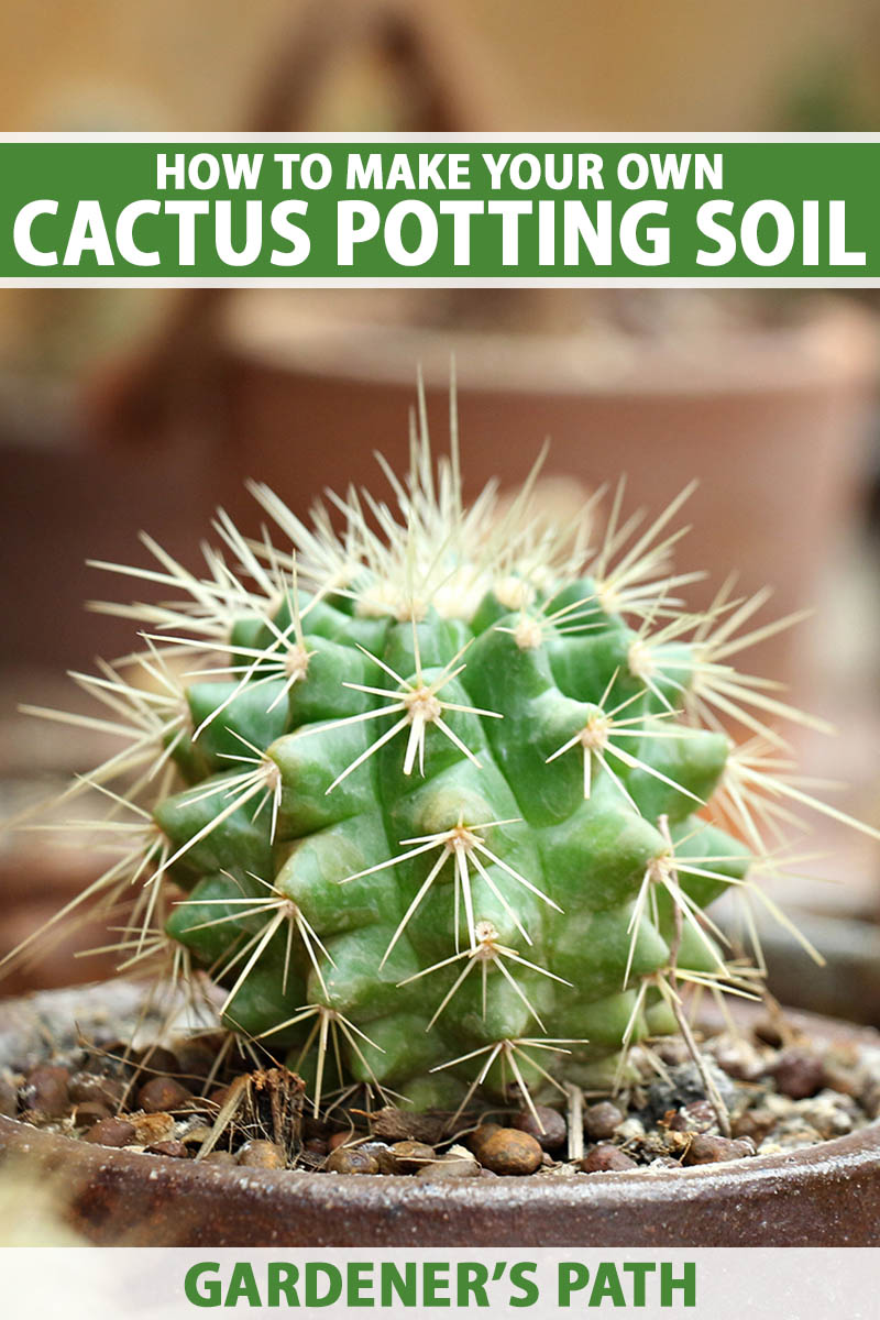 A close up vertical image of a small cactus plant growing in a pot, pictured on a soft focus background. To the top and bottom of the frame is green and white printed text.