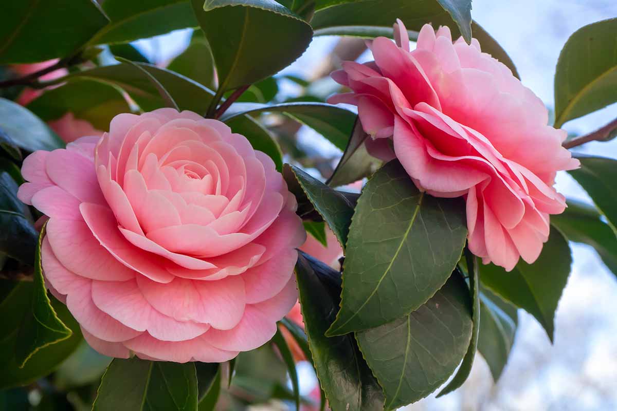 A close up horizontal image of two pink camellia flowers growing in the garden pictured on a soft focus background.