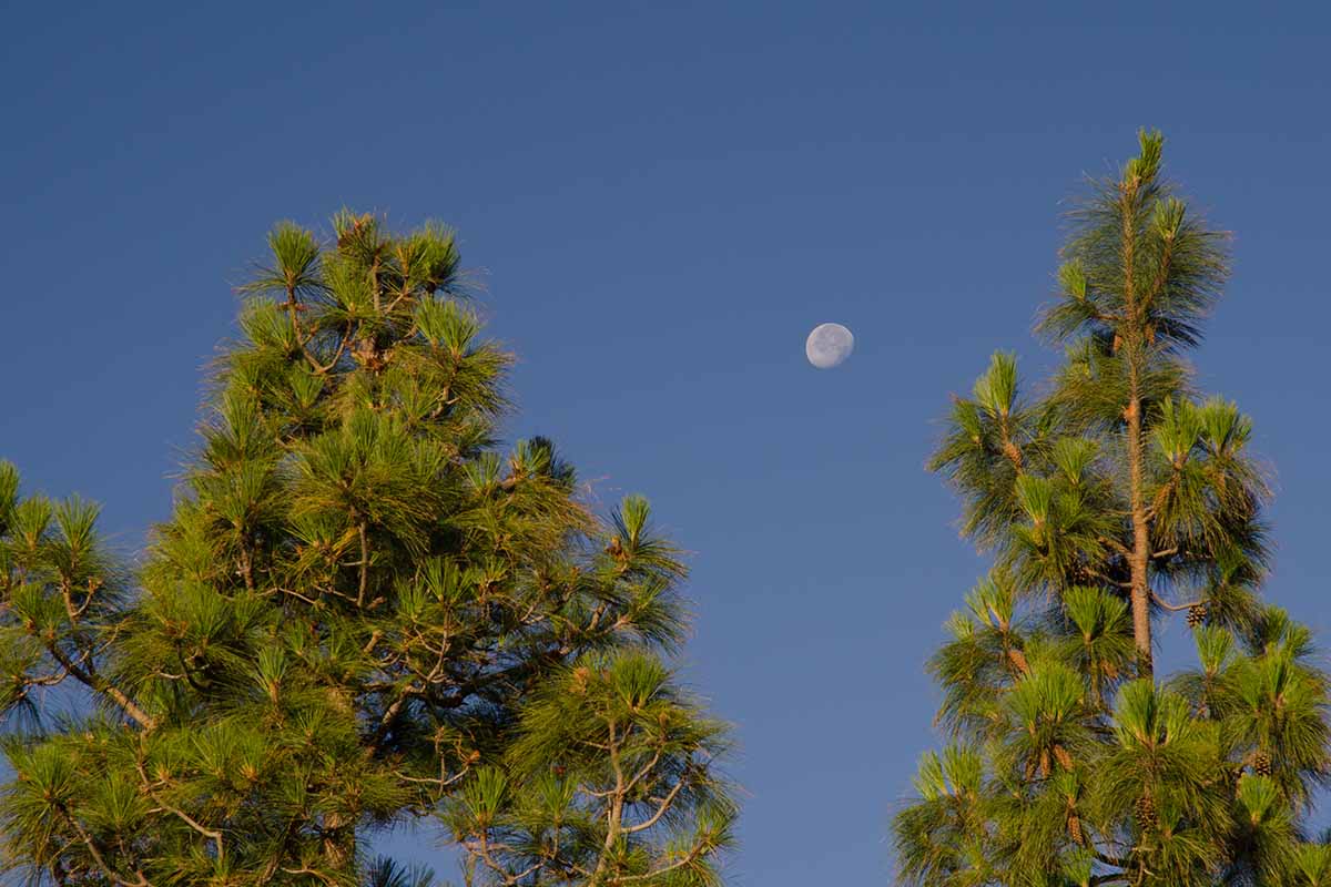 A horizontal image of two Pinus canariensis trees growing with a blue sky and the moon in the background.