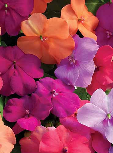 A close up of colorful impatiens flowers in pink, orange, and purple.
