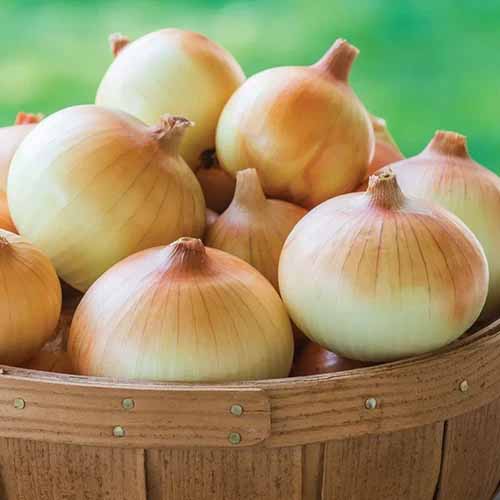 A close up square image of a pile of 'Candy' onions in a wooden basket pictured on a green background.