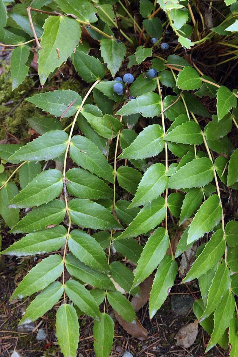 A close up vertical image of the foliage and berries of cascade Oregon grape (Berberis nervosa) growing in the garden.