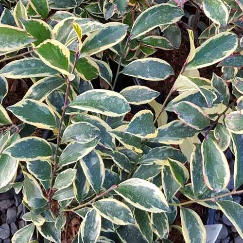 A close up square image of the variegated foliage of Distylium 'Cast in Bronze' growing in the garden.