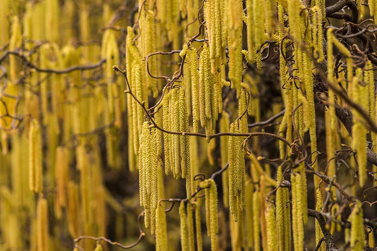 A close up horizontal image of yellow catkins growing on an American hazelnut tree.