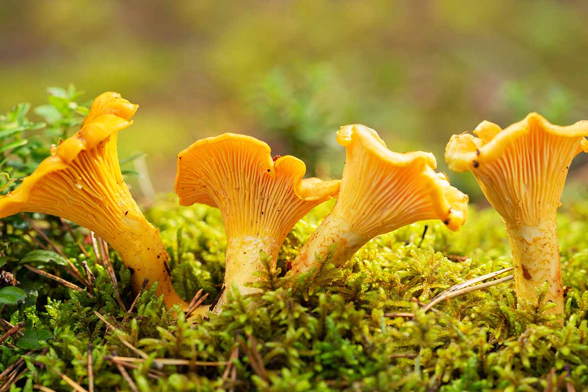 A close up horizontal image of chanterelles growing wild pictured on a soft focus background.